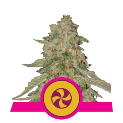 Verwöhne deine Sinne mit der Cannabis-Sorte Sweet ZZ von Royal Queen Seeds - Ein Genuss für die Geschmacksnerven und den Geist.