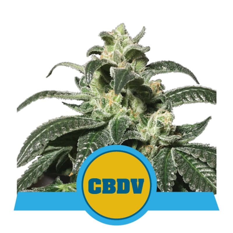 Royal CBDV Automatic von Royal Queen Seeds: Eine erstklassige selbstblühende Cannabissorte, bekannt für ihren signifikanten CBDV-Gehalt und herausragende Eigenschaften.