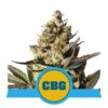 Royal CBG Automatic von Royal Queen Seeds: Eine schnell blühende und vielversprechende autoflowering Cannabissorte mit hochwertigen CBG-Eigenschaften.