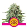 Koste die Perfektion der Royal Runtz Cannabissorte von Royal Queen Seeds – Eine geschmackvolle und kraftvolle Wahl für anspruchsvolle Liebhaber.
