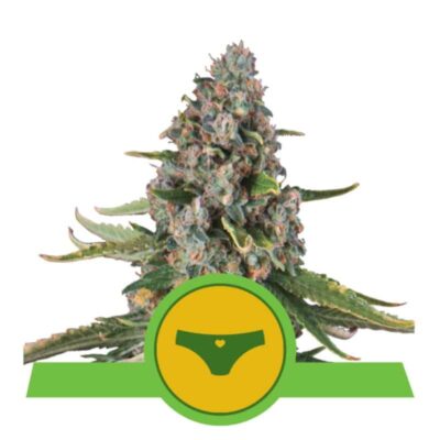 Entdecken Sie die süße Verlockung der selbstblühenden Cannabis-Sorte Sherbet Queen Automatic von Royal Queen Seeds - Eine schnellblühende und geschmackvolle Autoflowering-Erfahrung.