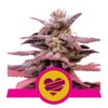 Entdecke Wedding Crasher von Royal Queen Seeds: Eine faszinierende Hybrid-Cannabissorte mit verlockenden Aromen und entspannenden Wirkungen.