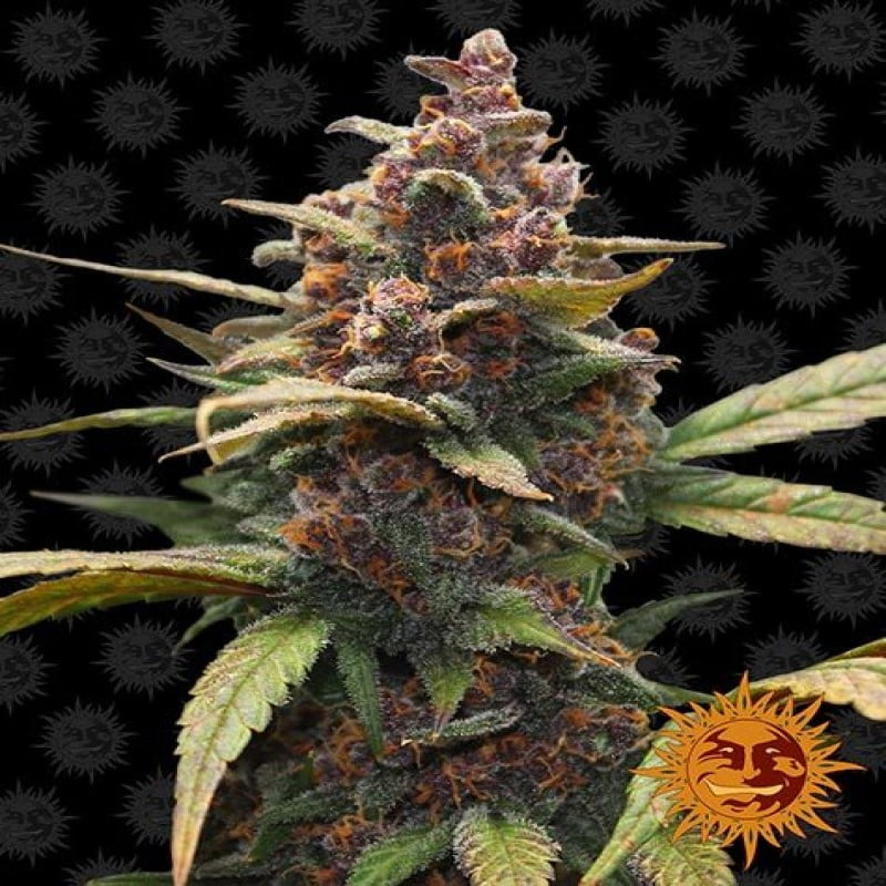 Ayahuasca Purple - Eine bemerkenswerte Cannabissorte mit tiefen violetten Nuancen in den Spitzen und Blättern. Bekannt für ihre entspannenden und introspektiven Wirkungen bietet Ayahuasca Purple eine einzigartige Erfahrung für Liebhaber von innerer Ruhe und tiefer Reflexion.