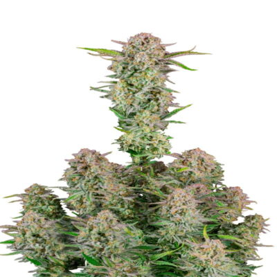 Bruce Banner Auto - Eine selbstblühende Cannabissorte mit der kraftvollen Genetik von Bruce Banner. Erfahren Sie mühelose Kultivierung und auffällige Wirkungen mit Bruce Banner Auto.