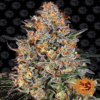 Bubba Kush - Eine beliebte und kraftvolle Cannabissorte mit entspannenden Eigenschaften. Genießen Sie die charakteristische Bubba Kush-Erfahrung mit dieser hochwertigen Sorte.