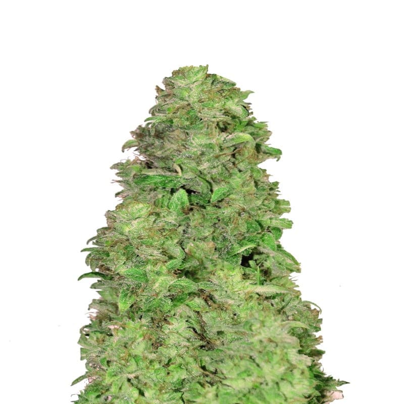 CBD Autoflower 20:1 von Fast Buds - Eine automatisch blühende Cannabissorte mit einem hohen CBD-Gehalt und einem Verhältnis von 20:1. Erfahren Sie Entspannung mit CBD Autoflower 20:1.