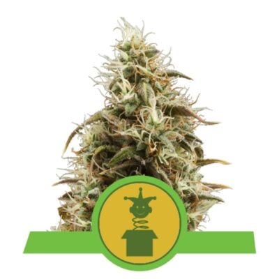 Erlebe die Bequemlichkeit der Royal Jack Automatic Cannabissorte von Royal Queen Seeds - Eine schnell blühende und kraftvolle selbstblühende Option.