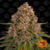 Pink Kush von Barney's Farm: Genieße die köstlichen Aromen und entspannenden Effekte dieser beliebten Indica-dominanten Cannabissorte.