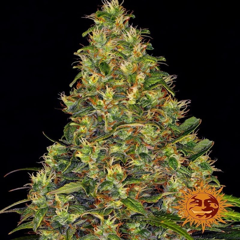 Amnesia Haze Auto, eine selbstblühende Variante der beliebten Cannabissorte, mit den gleichen charakteristischen Aromen und starken Wirkungen in einer praktischen und schnellen Wachstumsform.