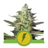 North Thunderfuck Automatic von Royal Queen Seeds: Entdecken Sie das mühelose Wachstum und die aufregende Kraft von North Thunderfuck Automatic. Diese selbstblühende Cannabissorte bietet einen stressfreien Anbau und ein befriedigendes Erlebnis.