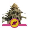 Verken de krachtige eigenschappen van Royal Skywalker cannabissoort van Royal Queen Seeds - Een meesterlijke keuze voor serieuze liefhebbers.