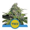 Entdecken Sie die einzigartigen Eigenschaften der Royal THCV Cannabissorte von Royal Queen Seeds - Eine exklusive Variante für Kenner.