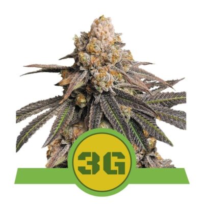 Triple G Automatic Cannabis von Royal Queen Seeds: Ein kraftvolles und schnellblühendes Erlebnis in einer Autoflower-Variante.