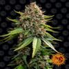 White Widow XXL Auto - Automatisch blühende Cannabissorte mit reichlichem Ertrag und kraftvollen Wirkungen. Perfekt für Züchter auf allen Erfahrungsstufen. Bestelle jetzt!