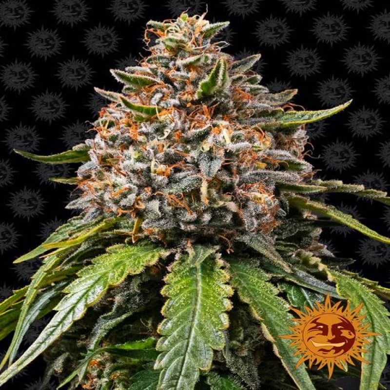White Widow XXL - Hohe Erträge und kraftvolle Blüten. Eine ausgezeichnete Wahl für Züchter, die nach reichhaltigen und hochwertigen Cannabisblüten suchen.
