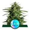 Die Cannabissorte Titan F1 von Royal Queen Seeds: Ein kraftvolles und hochwertiges Erlebnis für Liebhaber.