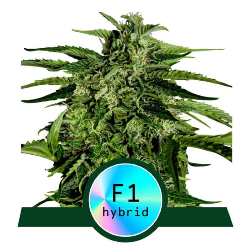 Apollo F1 Cannabissamen - Hochwertige Cannabissamen der Sorte Apollo F1. Diese Samen sind bekannt für ihr starkes Wachstum und ihre Potenz, was zu robusten und harzreichen Cannabispflanzen führt. Perfekt für Züchter, die ein herausragendes Cannabiserlebnis suchen.