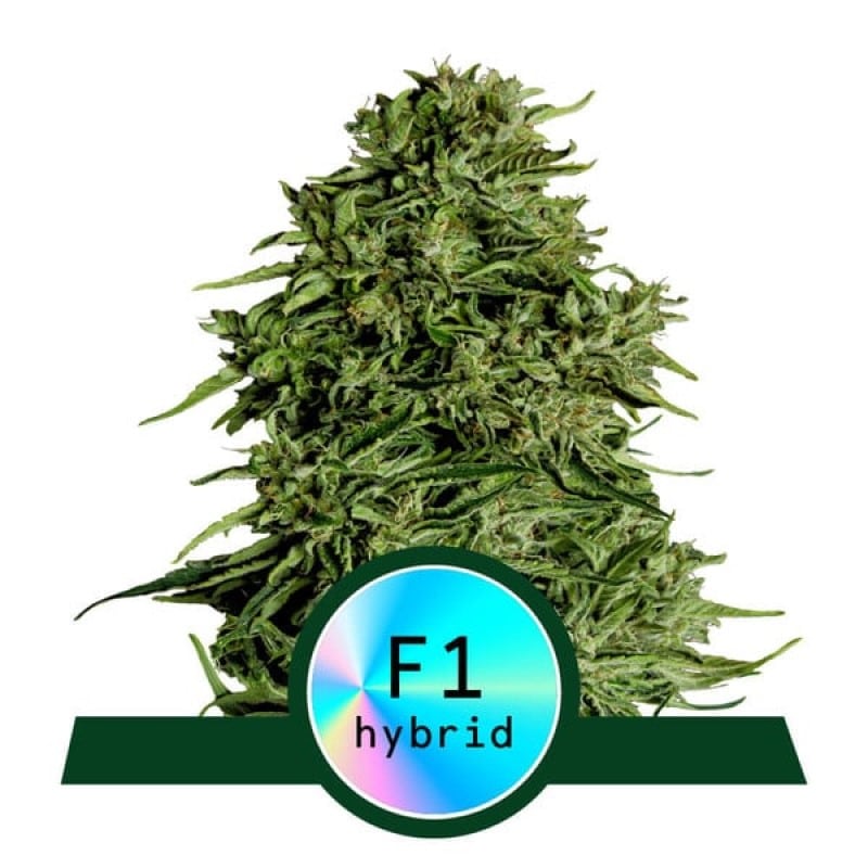 Cosmos F1 von Royal Queen Seeds - Entdecken Sie die bezaubernde Cosmos F1 Cannabissorte mit einzigartigen Eigenschaften und Aromen. Erleben Sie Ihr kosmisches Abenteuer.