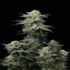 GG4 Sherbet FF von Fast Buds - Eine besondere Cannabissorte, die die Kraft von GG4 und Sherbet vereint. Erlebe die einzigartigen Aromen und Wirkungen von GG4 Sherbet FF.
