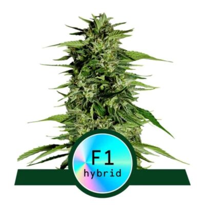 Hyperion F1 von Royal Queen Seeds - Entdecke die Kraft und das Potenzial der Hyperion F1 Cannabis Sorte, ein neuer Favorit für ernsthafte Züchter und Liebhaber.