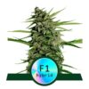 Orion F1 von Royal Queen Seeds: Eine hochwertige und zuverlässige Cannabissorte mit ausgezeichneten Eigenschaften. Entdecke die Kraft und Qualität der Orion F1.