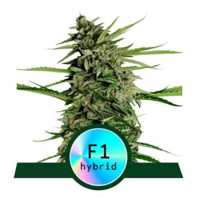 Orion F1 von Royal Queen Seeds: Eine hochwertige und zuverlässige Cannabissorte mit ausgezeichneten Eigenschaften. Entdecke die Kraft und Qualität der Orion F1.