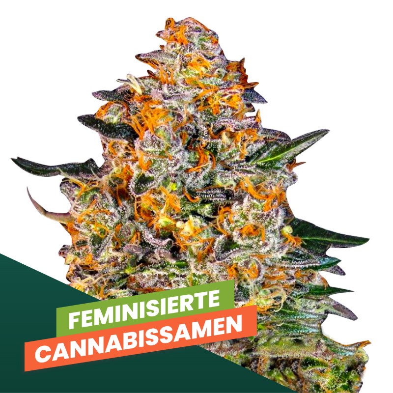 Feminisierte Cannabis Samen