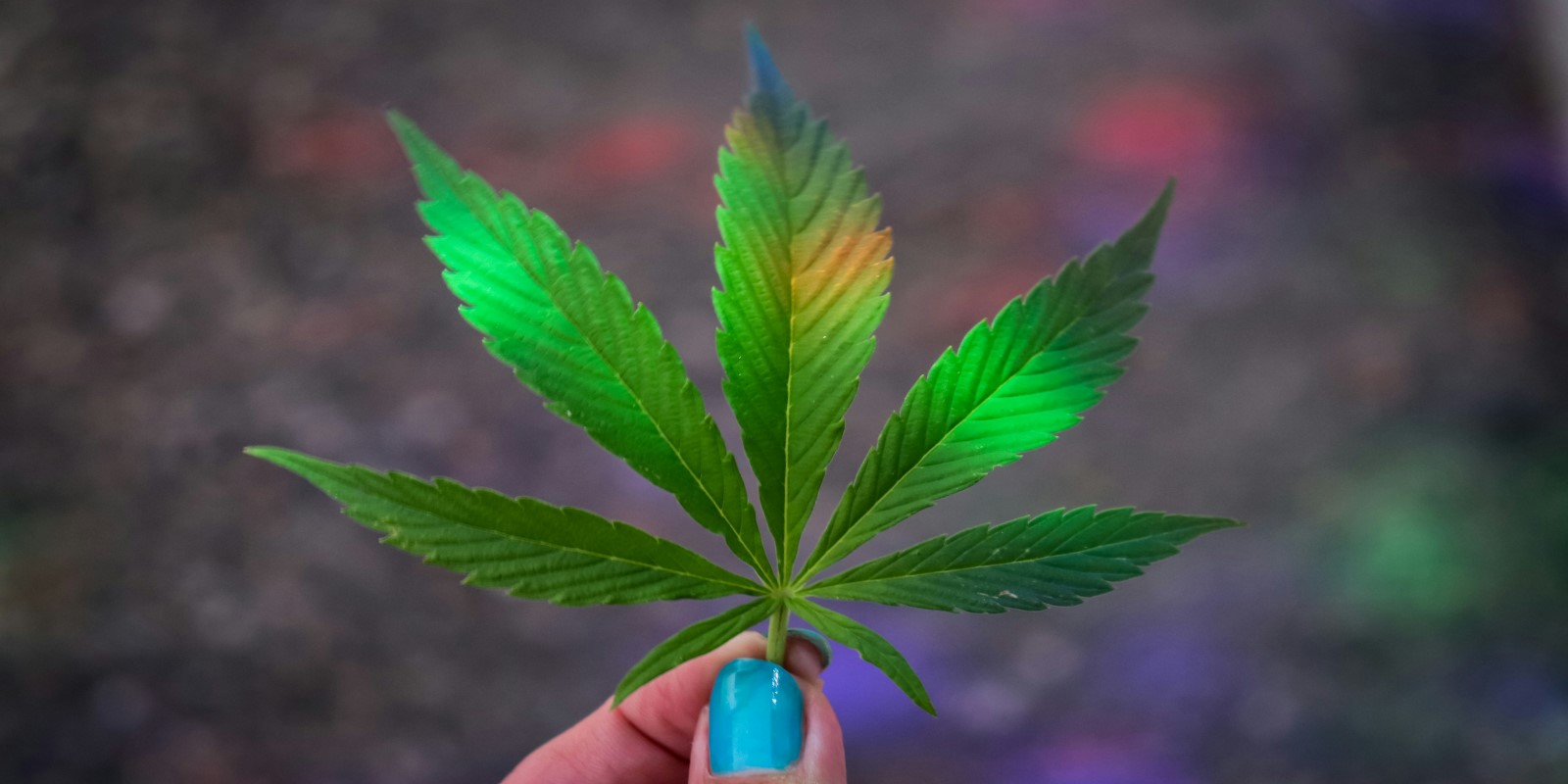 Een afbeelding van cannabisblad die wordt vastgehouden. Dit hoort bij de term 420!